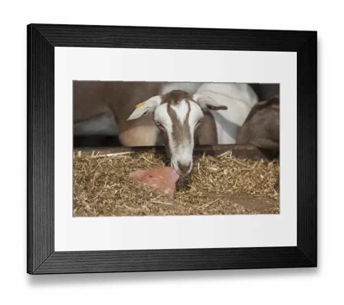 Framed Print : Domestic Goat, Toggenburg nanny, close-up of head, licking mineral block at feed barrier, Yorkshire, England, September Framed Print : Domestic Goat, Toggenburg nanny, close-up of head, licking mineral block at feed barrier, Yorkshire, England, September