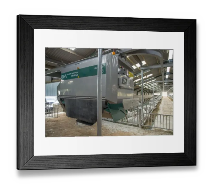 Framed Print : Domestic Goat, Saanen and Toggenburg nannies, dairy herd in yard with Mullerup automatic feeder, Yorkshire, England Framed Print : Domestic Goat, Saanen and Toggenburg nannies, dairy herd in yard with Mullerup automatic feeder, Yorkshire, England
