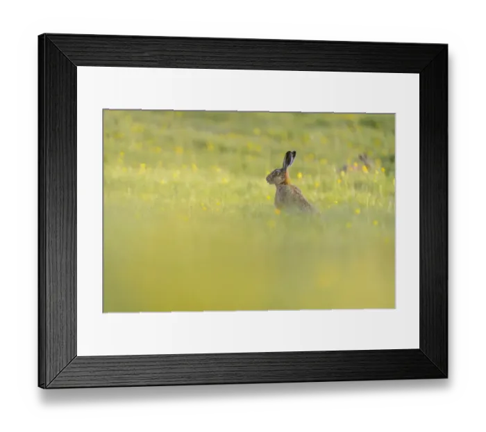 Framed Print : European Hare (Lepus europaeus) two adults, amongst flowering buttercups in field, Admaston, Staffordshire, England