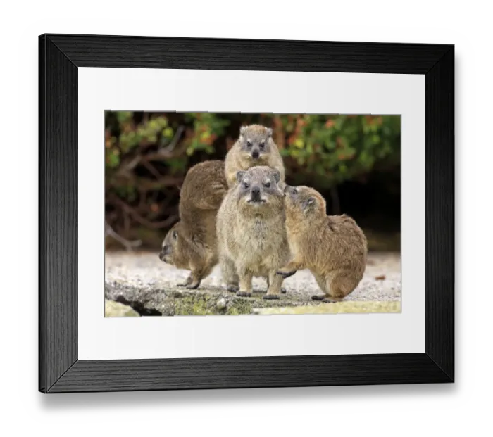 Framed Print : Cape Rock Hyrax (Procavia capensis) adult female with three young, one resting on back, Bettys Bay, Western Cape Framed Print : Cape Rock Hyrax (Procavia capensis) adult female with three young, one resting on back, Bettys Bay, Western Cape