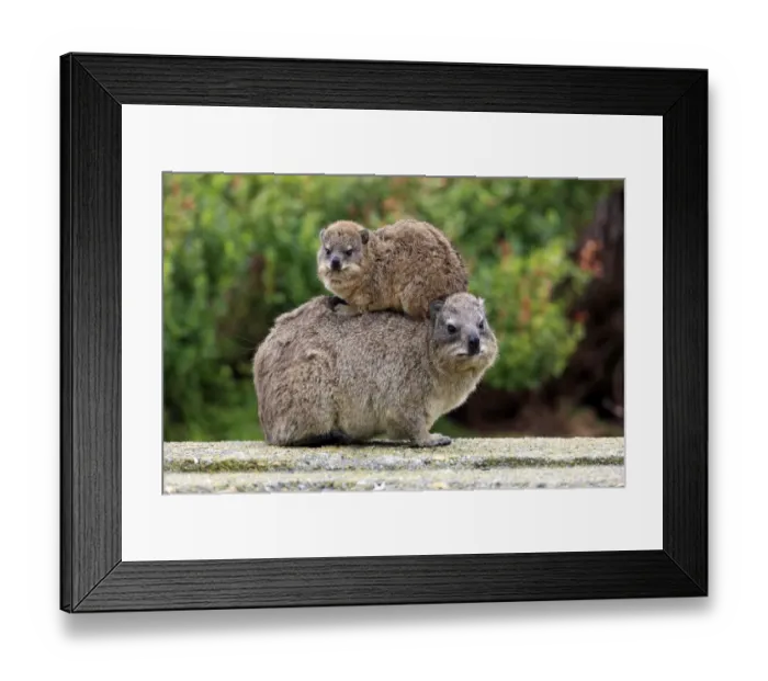 Framed Print : Cape Rock Hyrax (Procavia capensis) adult female with young, resting on back, Bettys Bay, Western Cape, South Africa Framed Print : Cape Rock Hyrax (Procavia capensis) adult female with young, resting on back, Bettys Bay, Western Cape, South Africa