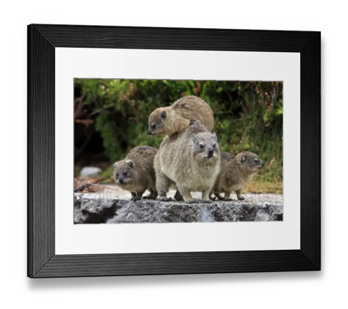 Framed Print : Cape Rock Hyrax (Procavia capensis) adult female with three young, one resting on back, Bettys Bay, Western Cape Framed Print : Cape Rock Hyrax (Procavia capensis) adult female with three young, one resting on back, Bettys Bay, Western Cape