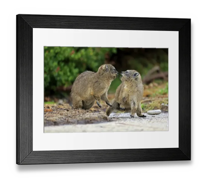 Framed Print : Cape Rock Hyrax (Procavia capensis) two young, fighting, Bettys Bay, Western Cape, South Africa, December Framed Print : Cape Rock Hyrax (Procavia capensis) two young, fighting, Bettys Bay, Western Cape, South Africa, December