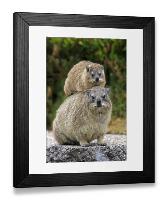 Framed Print : Cape Rock Hyrax (Procavia capensis) adult female with young, resting on back, Bettys Bay, Western Cape, South Africa Framed Print : Cape Rock Hyrax (Procavia capensis) adult female with young, resting on back, Bettys Bay, Western Cape, South Africa