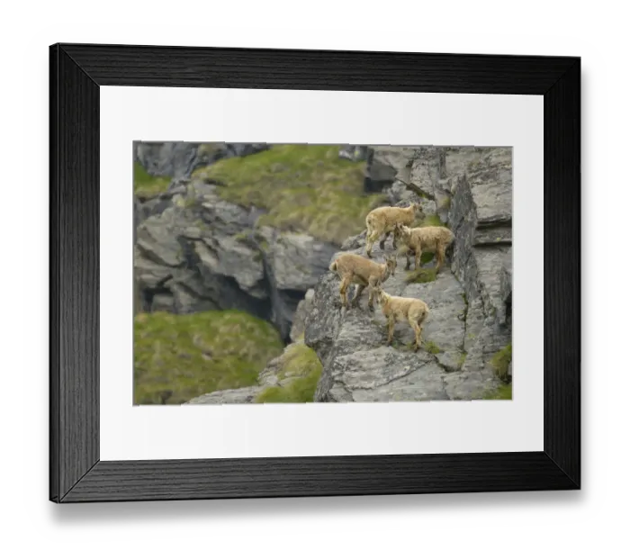 Framed Print : Alpine Ibex (Capra ibex) four young, standing on rocks in mountain habitat, Italian Alps, Italy, June Framed Print : Alpine Ibex (Capra ibex) four young, standing on rocks in mountain habitat, Italian Alps, Italy, June
