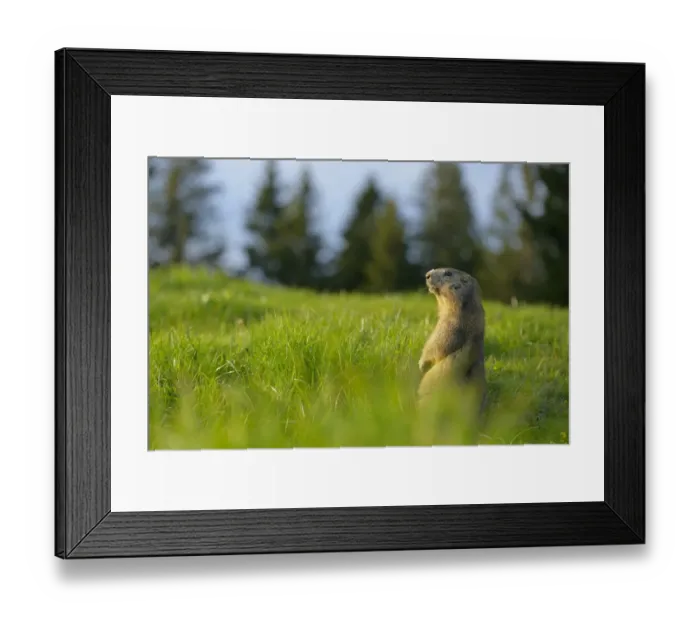 Framed Print : Alpine Marmot (Marmota marmota) adult, feeding, sitting amongst grass in alpine meadow, Italian Alps, Italy, May Framed Print : Alpine Marmot (Marmota marmota) adult, feeding, sitting amongst grass in alpine meadow, Italian Alps, Italy, May