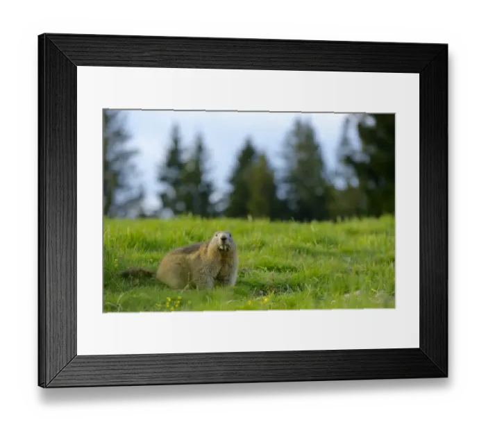 Framed Print : Alpine Marmot (Marmota marmota) adult, feeding, standing amongst grass in alpine meadow, Italian Alps, Italy, May Framed Print : Alpine Marmot (Marmota marmota) adult, feeding, standing amongst grass in alpine meadow, Italian Alps, Italy, May