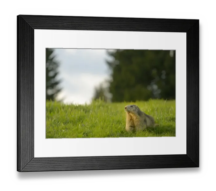 Framed Print : Alpine Marmot (Marmota marmota) adult, feeding, standing amongst grass in alpine meadow, Italian Alps, Italy, May Framed Print : Alpine Marmot (Marmota marmota) adult, feeding, standing amongst grass in alpine meadow, Italian Alps, Italy, May