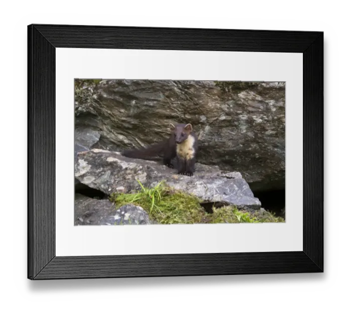 Framed Print : Pine Marten (Martes martes) immature, standing on rock, Ardnamurchan, Lochaber, Argyll, Highlands, Scotland, July Framed Print : Pine Marten (Martes martes) immature, standing on rock, Ardnamurchan, Lochaber, Argyll, Highlands, Scotland, July