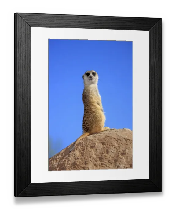 Framed Print : Meerkat (Suricata suricatta) adult, on lookout, Little Karoo, Western Cape, South Africa, December Framed Print : Meerkat (Suricata suricatta) adult, on lookout, Little Karoo, Western Cape, South Africa, December