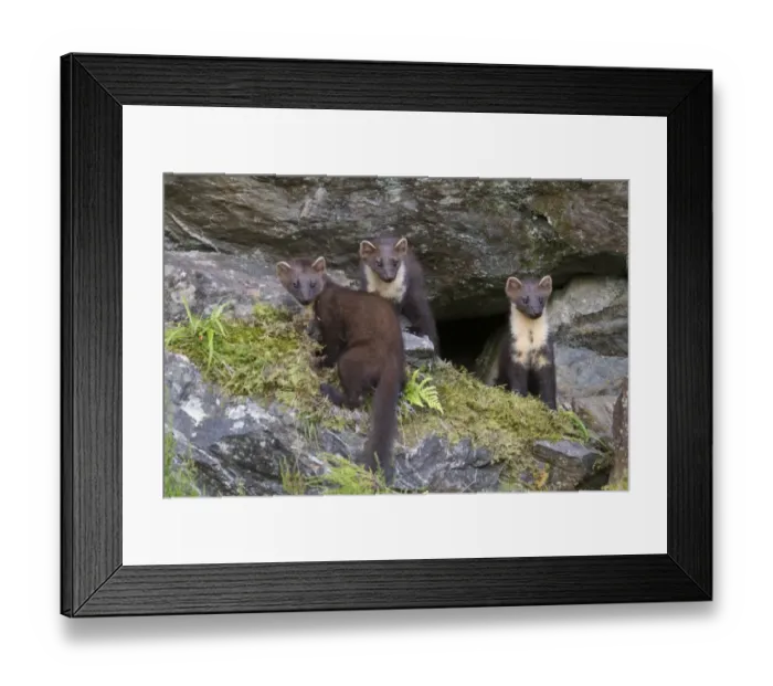 Framed Print : Pine Marten (Martes martes) three immatures, standing amongst rocks, Ardnamurchan, Lochaber, Argyll, Highlands Framed Print : Pine Marten (Martes martes) three immatures, standing amongst rocks, Ardnamurchan, Lochaber, Argyll, Highlands
