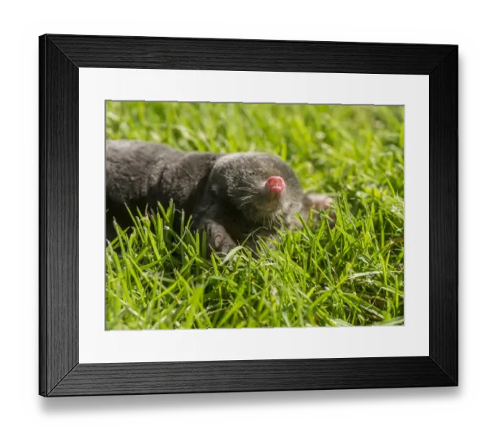 Framed Print : European Mole (Talpa europaea) adult, with nose raised, on garden lawn, Chipping, Lancashire, England, August