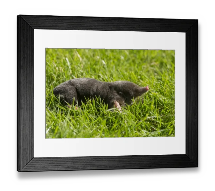 Framed Print : European Mole (Talpa europaea) adult, on garden lawn, Chipping, Lancashire, England, August Framed Print : European Mole (Talpa europaea) adult, on garden lawn, Chipping, Lancashire, England, August
