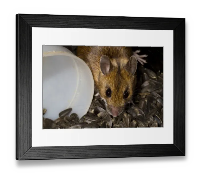 Framed Print : Wood Mouse (Apodemus sylvaticus) adult, in store of black sunflower seeds, Powys, Wales, February Framed Print : Wood Mouse (Apodemus sylvaticus) adult, in store of black sunflower seeds, Powys, Wales, February