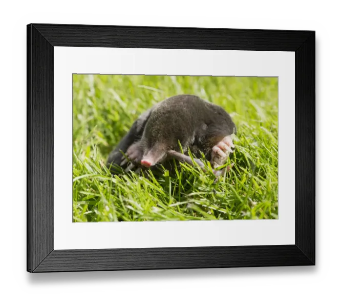 Framed Print : European Mole (Talpa europaea) adult, feeding on earthworm, on garden lawn, Chipping, Lancashire, England, August