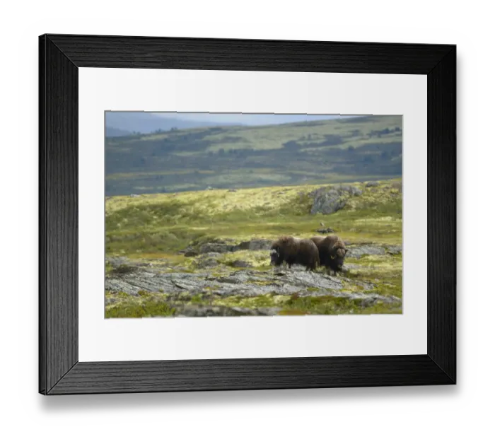 Framed Print : Muskox (Ovibos moschatus) adult pair, dominant bull and female standing on rocks in tundra habitat Framed Print : Muskox (Ovibos moschatus) adult pair, dominant bull and female standing on rocks in tundra habitat