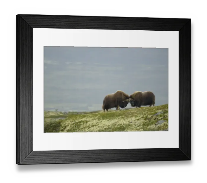 Framed Print : Muskox (Ovibos moschatus) two adult males, fighting in tundra habitat, Dovrefjell-Sunndalsfjella N. P Framed Print : Muskox (Ovibos moschatus) two adult males, fighting in tundra habitat, Dovrefjell-Sunndalsfjella N. P