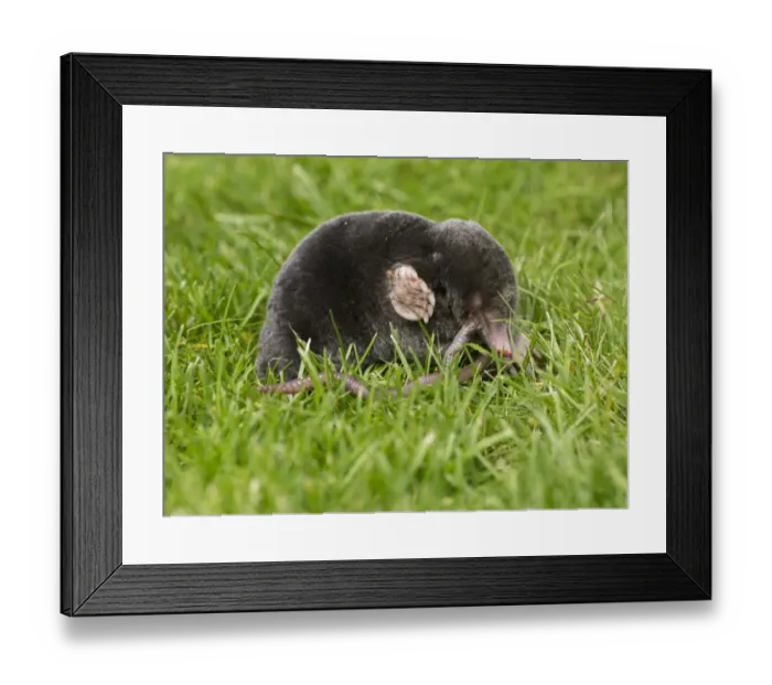 Framed Print : European Mole (Talpa europaea) adult, feeding on earthworm, on garden lawn, Chipping, Lancashire, England, August Framed Print : European Mole (Talpa europaea) adult, feeding on earthworm, on garden lawn, Chipping, Lancashire, England, August