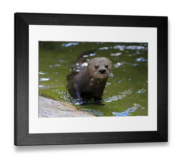 Framed Print : Spotted-necked Otter (Hydrictis maculicollis) adult, standing in shallow water, Eastern Cape, South Africa