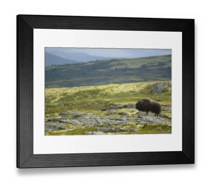 Framed Print : Muskox (Ovibos moschatus) adult male, dominant bull standing on rocks in tundra habitat, Dovrefjell-Sunndalsfjella N. P Framed Print : Muskox (Ovibos moschatus) adult male, dominant bull standing on rocks in tundra habitat, Dovrefjell-Sunndalsfjella N. P