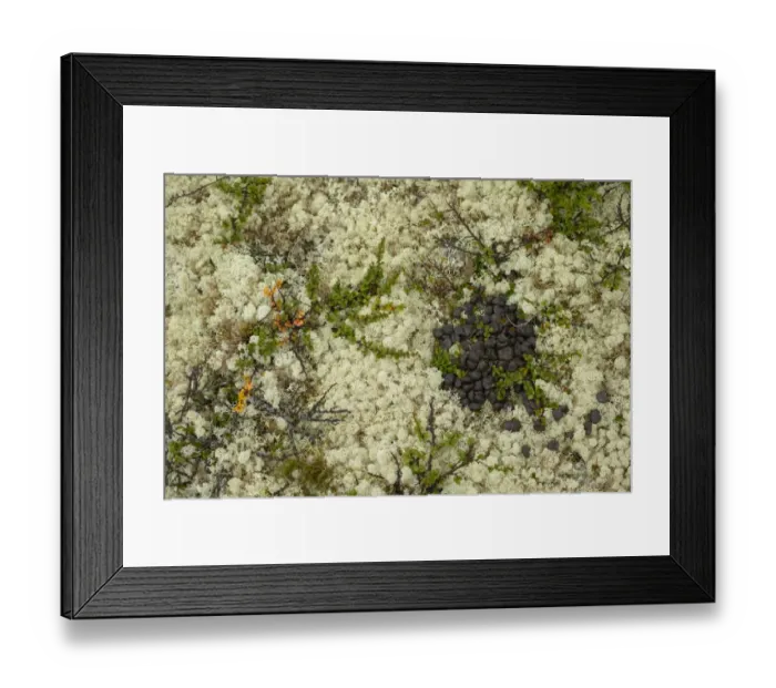 Framed Print : Muskox (Ovibos moschatus) droppings, pile amongst Reindeer Lichen (Cladonia rangiferina) and Dwarf Birch (Betula nana) Framed Print : Muskox (Ovibos moschatus) droppings, pile amongst Reindeer Lichen (Cladonia rangiferina) and Dwarf Birch (Betula nana)