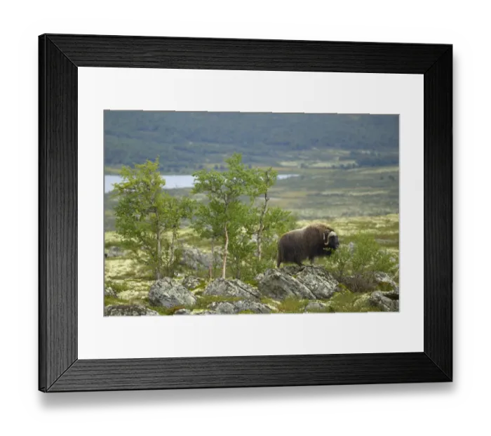 Framed Print : Muskox (Ovibos moschatus) adult female, feeding on birch leaves, standing on rocks in tundra habitat