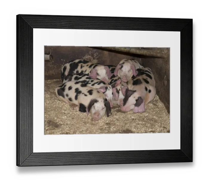 Framed Print : Domestic Pig, spotty piglets, sleeping on shavings, Burnley, Lancashire, England, August Framed Print : Domestic Pig, spotty piglets, sleeping on shavings, Burnley, Lancashire, England, August