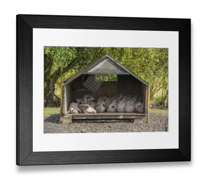Framed Print : Domestic Pig, Gloucester Old Spot piglets, sleeping in shed, Burnley, Lancashire, England, August Framed Print : Domestic Pig, Gloucester Old Spot piglets, sleeping in shed, Burnley, Lancashire, England, August