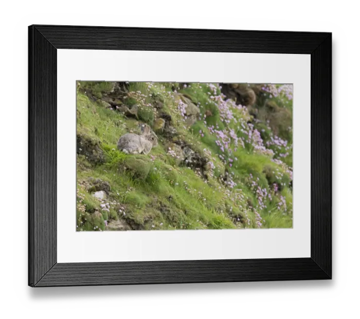 Framed Print : European Rabbit (Oryctolagus cuniculus) adult, resting amongst flowering Thrift (Armeria maritima) on coastal cliff Framed Print : European Rabbit (Oryctolagus cuniculus) adult, resting amongst flowering Thrift (Armeria maritima) on coastal cliff