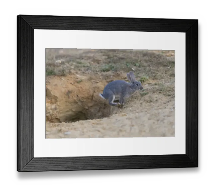 Framed Print : European Rabbit (Oryctolagus cuniculus) adult, with grey colouration, running from burrow, Minsmere RSPB Reserve Framed Print : European Rabbit (Oryctolagus cuniculus) adult, with grey colouration, running from burrow, Minsmere RSPB Reserve