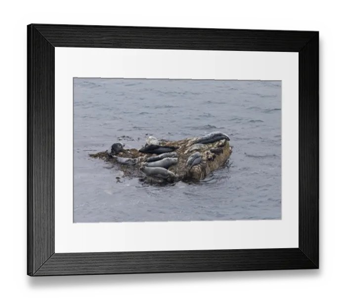 Framed Print : Grey Seal (Halichoerus grypus) adults and immatures, group hauled out on rock in sea, Noss, Shetland Islands, Scotland Framed Print : Grey Seal (Halichoerus grypus) adults and immatures, group hauled out on rock in sea, Noss, Shetland Islands, Scotland