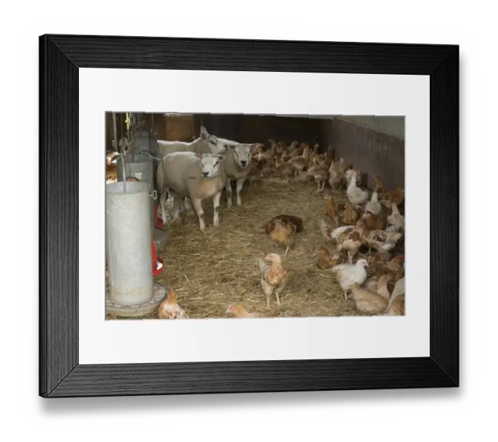 Framed Print : Domestic Sheep, Beltex rams, with Domestic Chicken, freerange broiler flock, on straw bedding beside feeders in shed Framed Print : Domestic Sheep, Beltex rams, with Domestic Chicken, freerange broiler flock, on straw bedding beside feeders in shed