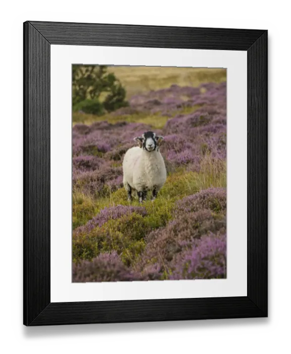 Framed Print : Domestic Sheep, Swaledale ewe, standing amongst flowering heather, Harrisend Fell, near Oakenclough, Lancashire Framed Print : Domestic Sheep, Swaledale ewe, standing amongst flowering heather, Harrisend Fell, near Oakenclough, Lancashire