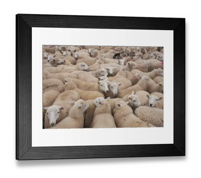 Framed Print : Domestic Sheep, Welsh Mountain cross, lambs standing in pen, Kingsland, Herefordshire, England, September Framed Print : Domestic Sheep, Welsh Mountain cross, lambs standing in pen, Kingsland, Herefordshire, England, September