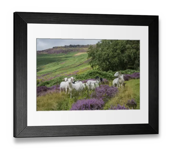 Framed Print : Domestic Sheep, ewes with lambs, flock standing amongst heather on moorland, Grindsbrook Clough, Edale