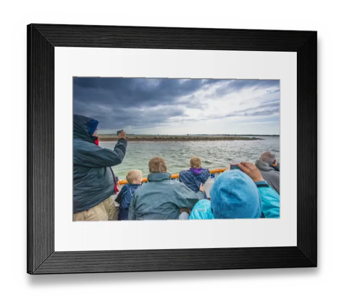 Framed Print : Common Seal (Phoca vitulina) group, hauled out on shingle spit, with tourists watching from boat, Blakeney Point Framed Print : Common Seal (Phoca vitulina) group, hauled out on shingle spit, with tourists watching from boat, Blakeney Point