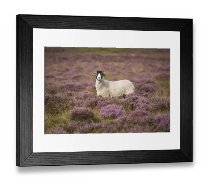 Framed Print : Domestic Sheep, Swaledale ewe, standing amongst flowering heather, Harrisend Fell, near Oakenclough, Lancashire Framed Print : Domestic Sheep, Swaledale ewe, standing amongst flowering heather, Harrisend Fell, near Oakenclough, Lancashire