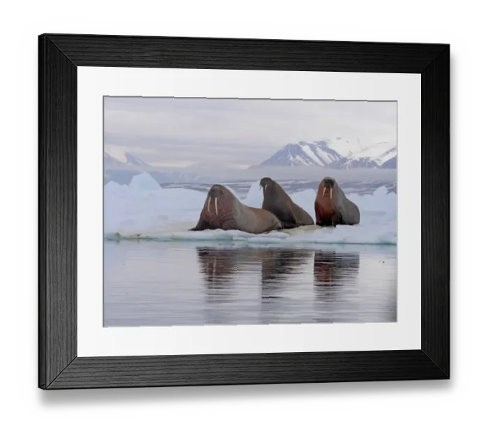 Framed Print : Atlantic Walrus (Odobenus rosmarus rosmarus) three adults, resting on ice floe, Svalbard, July Framed Print : Atlantic Walrus (Odobenus rosmarus rosmarus) three adults, resting on ice floe, Svalbard, July