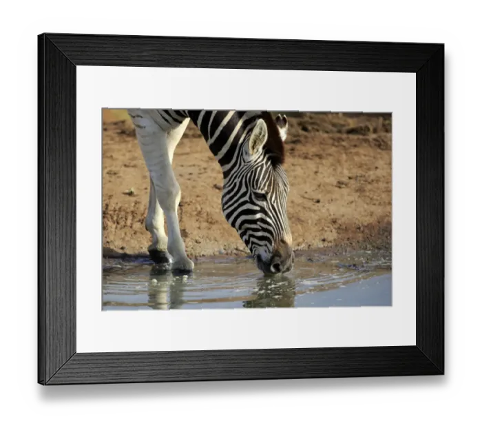 Framed Print : Burchells Zebra (Equus quagga burchelli) adult, close-up of head and front legs, drinking, Addo Elephant N. P Framed Print : Burchells Zebra (Equus quagga burchelli) adult, close-up of head and front legs, drinking, Addo Elephant N. P