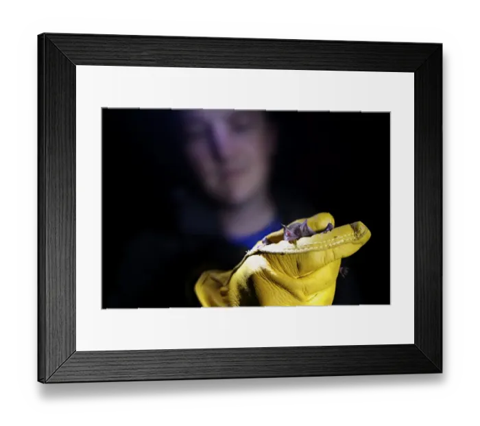 Framed Print : Insular Single Leaf Bat (Monophyllus plethodon) adult, held in gloved hand of researcher during biodiversity Framed Print : Insular Single Leaf Bat (Monophyllus plethodon) adult, held in gloved hand of researcher during biodiversity