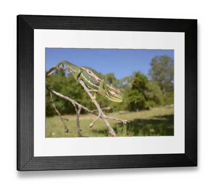 Framed Print : Cape Dwarf Chameleon (Bradypodion pumilum) adult, climbing on twig, Western Cape, South Africa, February