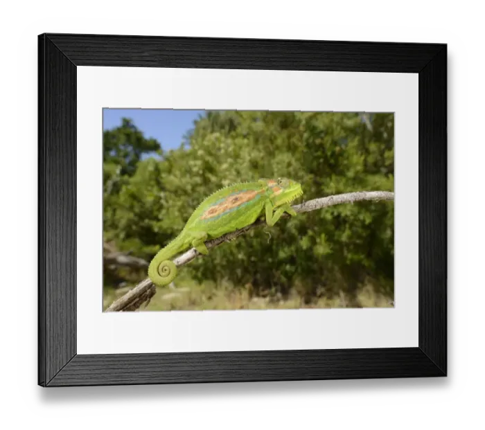 Framed Print : Cape Dwarf Chameleon (Bradypodion pumilum) adult, climbing on stick, Western Cape, South Africa, February Framed Print : Cape Dwarf Chameleon (Bradypodion pumilum) adult, climbing on stick, Western Cape, South Africa, February