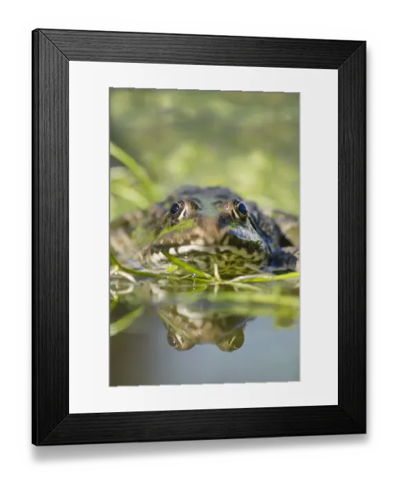 Framed Print : Marsh Frog (Pelophylax ridibundus) adult, on aquatic vegetation at surface of water, W. W. T