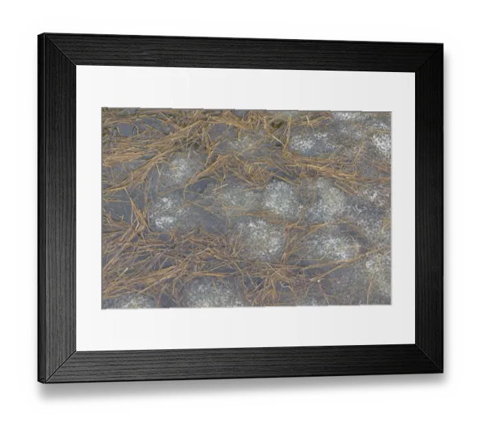 Framed Print : Common Frog (Rana temporaria) spawn, mass at surface of water, Italian Alps, Italy, April