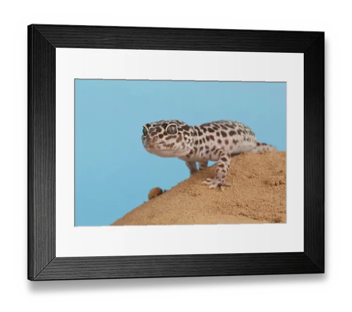 Framed Print : Leopard Gecko (Eublepharis macularius) adult, standing on sand (captive)