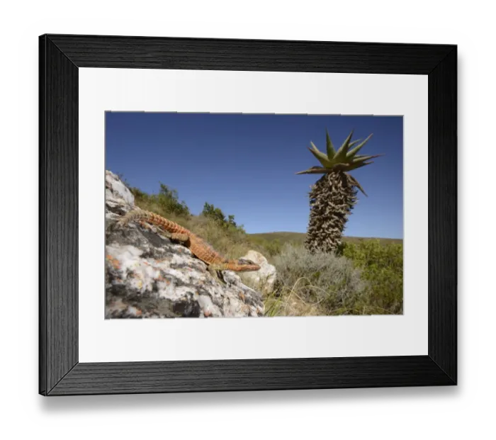Framed Print : Cape Girdled Lizard (Cordylus cordylus) adult, resting on rock in habitat, Western Cape, South Africa, February Framed Print : Cape Girdled Lizard (Cordylus cordylus) adult, resting on rock in habitat, Western Cape, South Africa, February