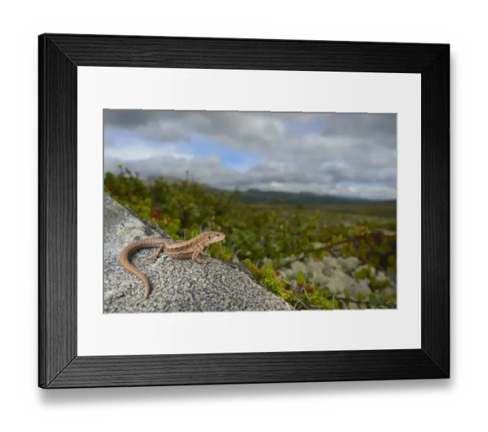 Framed Print : Common Lizard (Zootoca vivipara) adult, basking on rock in tundra habitat, Dovrefjell-Sunndalsfjella N. P Framed Print : Common Lizard (Zootoca vivipara) adult, basking on rock in tundra habitat, Dovrefjell-Sunndalsfjella N. P