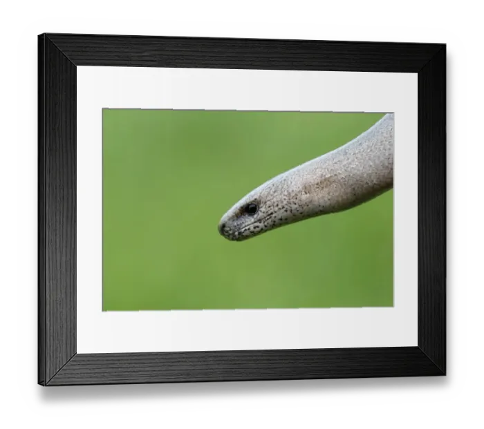 Framed Print : Slow-worm (Anguis fragilis) adult, close-up of head, Warwickshire, England, April Framed Print : Slow-worm (Anguis fragilis) adult, close-up of head, Warwickshire, England, April