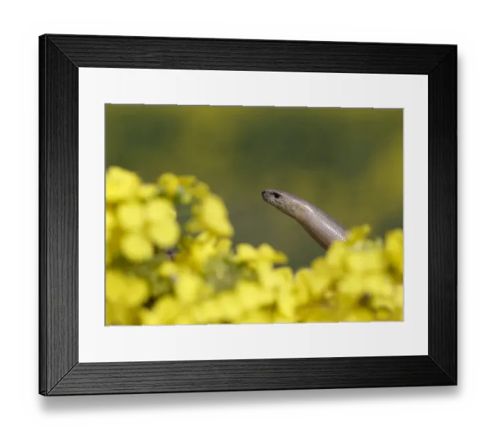 Framed Print : Slow-worm (Anguis fragilis) adult, head amongst flowers, Warwickshire, England, April Framed Print : Slow-worm (Anguis fragilis) adult, head amongst flowers, Warwickshire, England, April