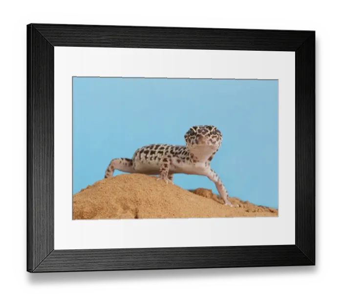 Framed Print : Leopard Gecko (Eublepharis macularius) adult, standing on sand (captive) Framed Print : Leopard Gecko (Eublepharis macularius) adult, standing on sand (captive)
